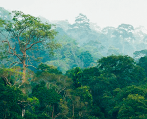 Red Rose Rainforest Alliance Certification - Article