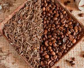 Red Rose Caffeine in Moderation - Article