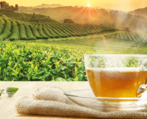 Red Rose The Perfect Cup - Article