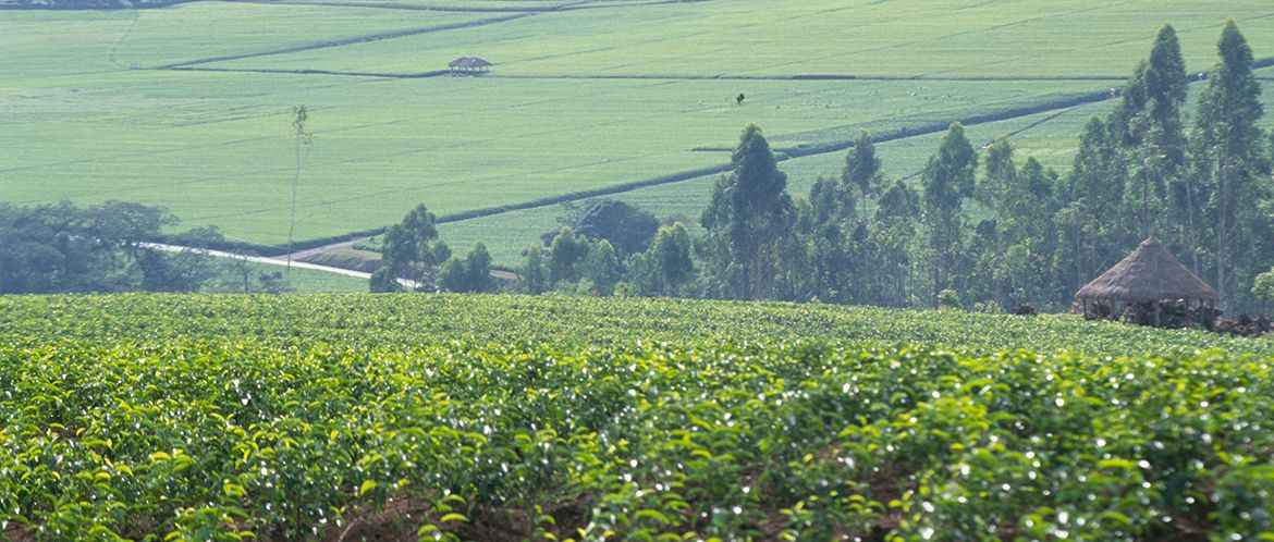 Red Rose - DISCOVER HOW RED ROSE TEAS ARE PRODUCED