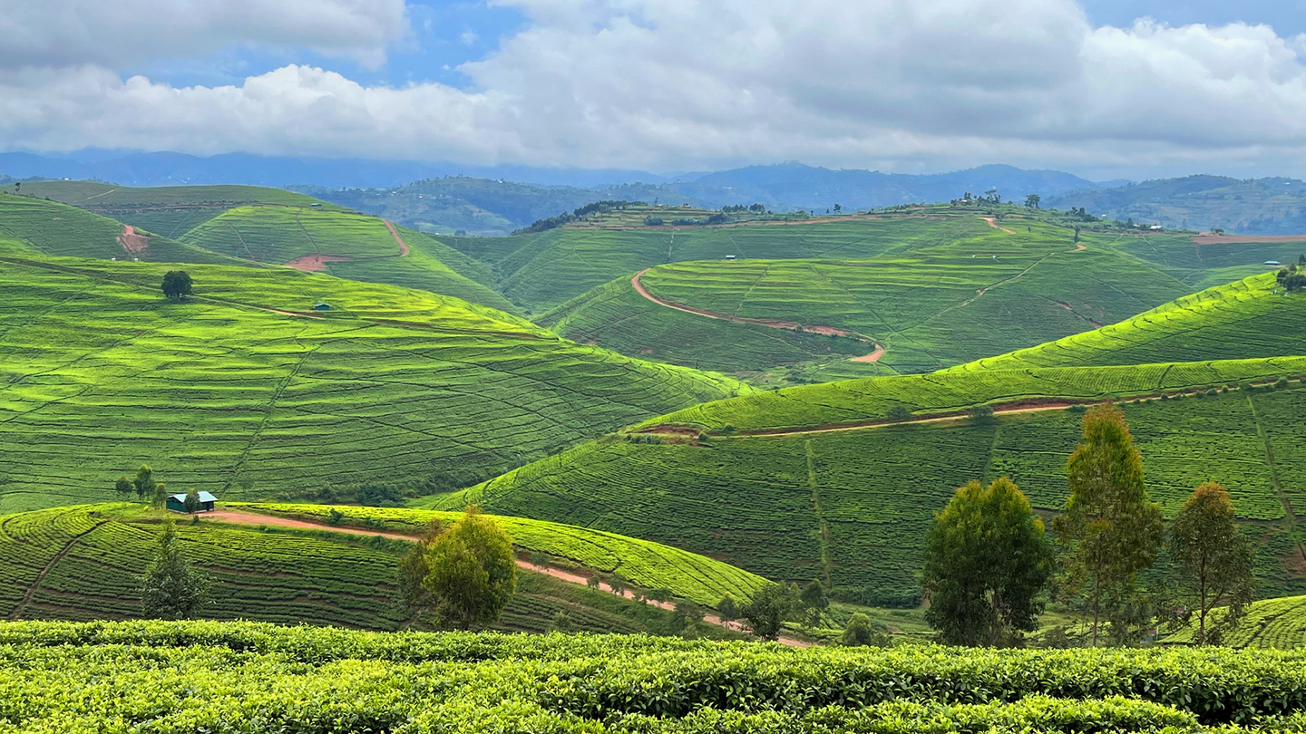 Lipton Green tea field