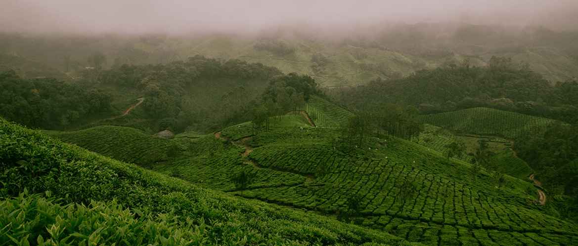 Red Rose Tea: A History