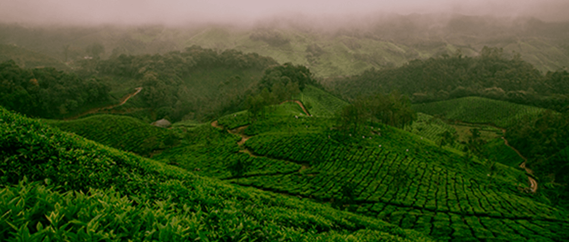 Red Rose ÉXPLOREZ NOTRE GAMME