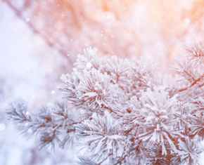 Red Rose Goûters hivernaux pour l’heure du thé Red Rose