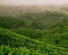 Red Rose Tea: A History - Article