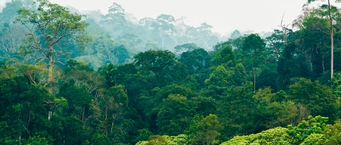 Red Rose Rainforest Alliance Certification