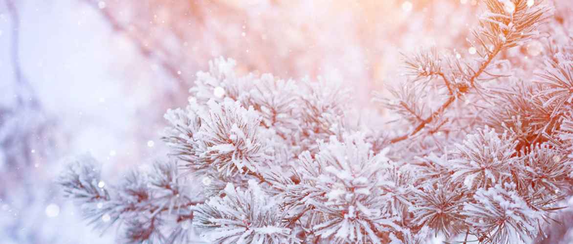 Red Rose Winter Tea-Time Snacks Recipes