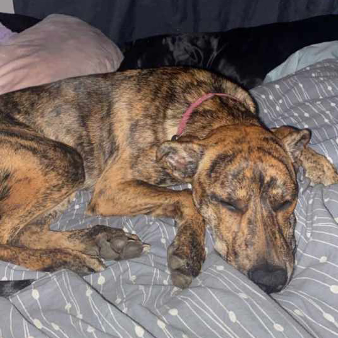 A brindle dog with a pink collar is sleeping soundly on a gray and white patterned blanket, with its eyes closed and head resting on its paws.