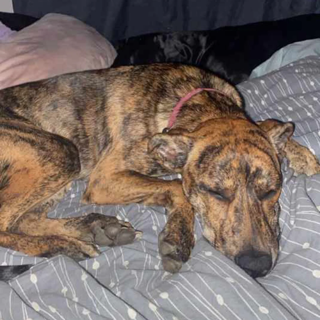 A brindle dog with a pink collar is sleeping soundly on a gray and white patterned blanket, with its eyes closed and head resting on its paws.