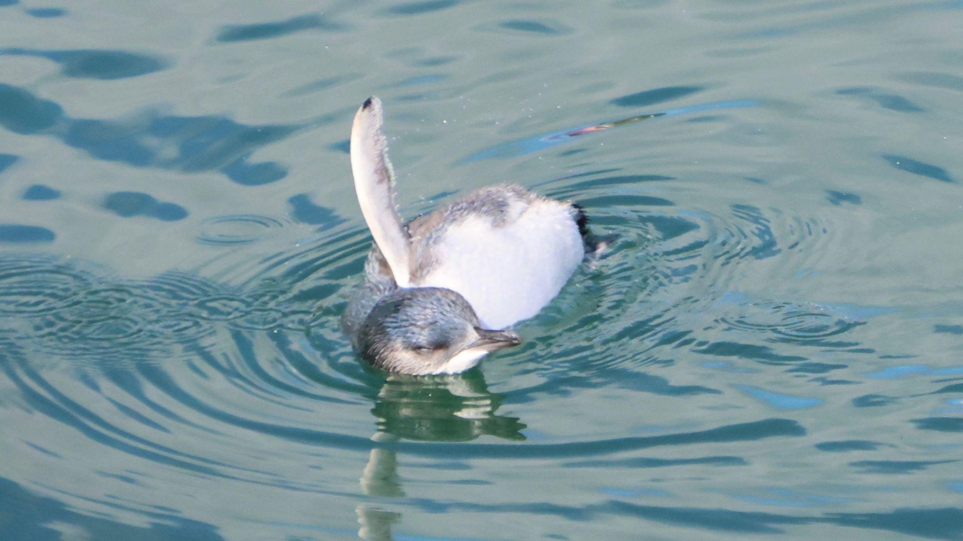 A ‘Happy Foot’ story: The one-legged penguin that’s fat and thriving
