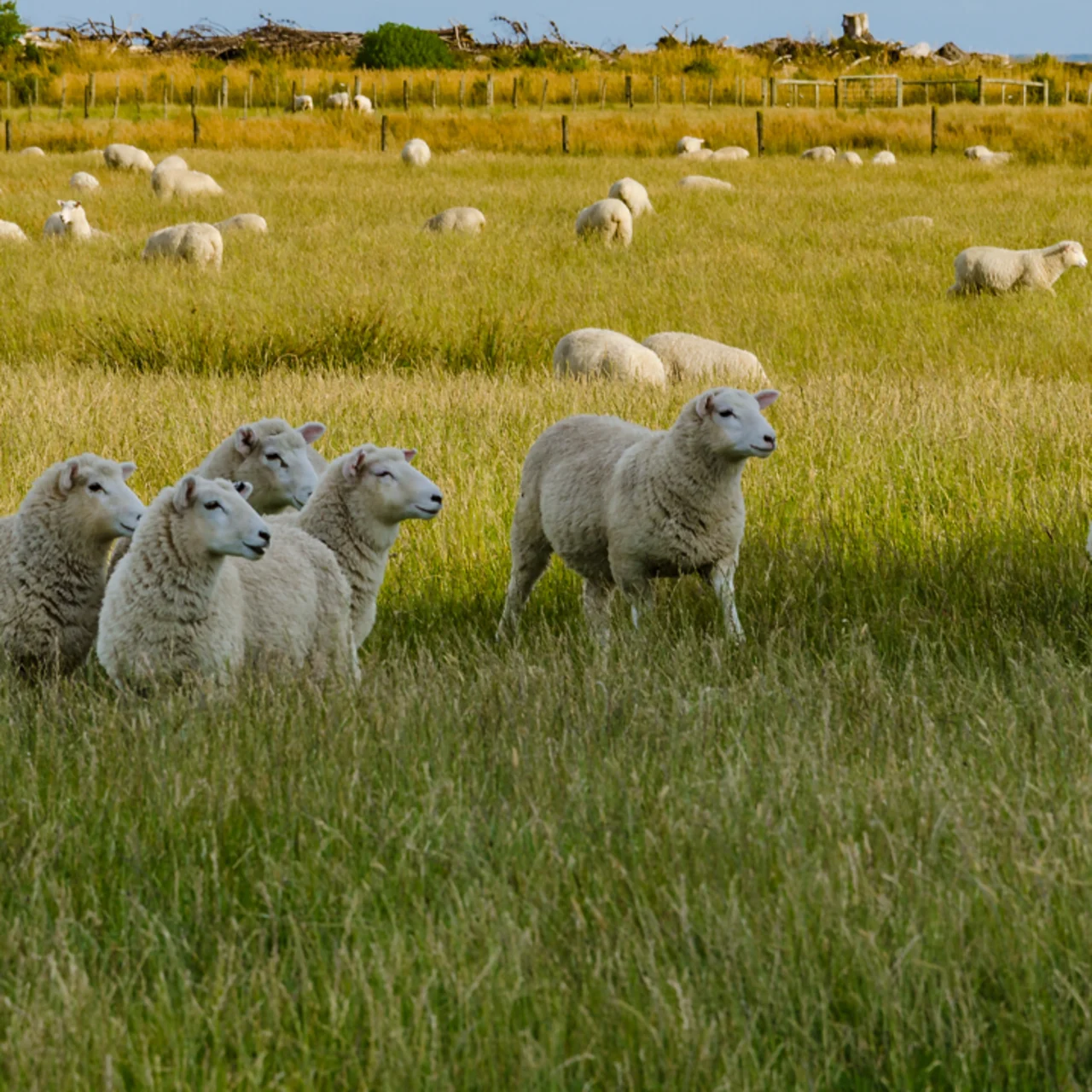 Friendliest Sheep Kiwi scientists crowned climate heroes with environmentally friendly ...