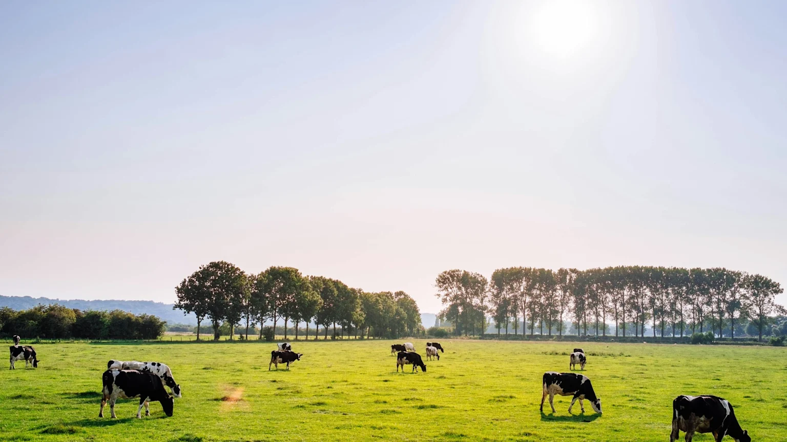 A bright, sunny day shows a herd of black and white dairy cows grazing in a vibrant green pasture with a line of trees in the background.