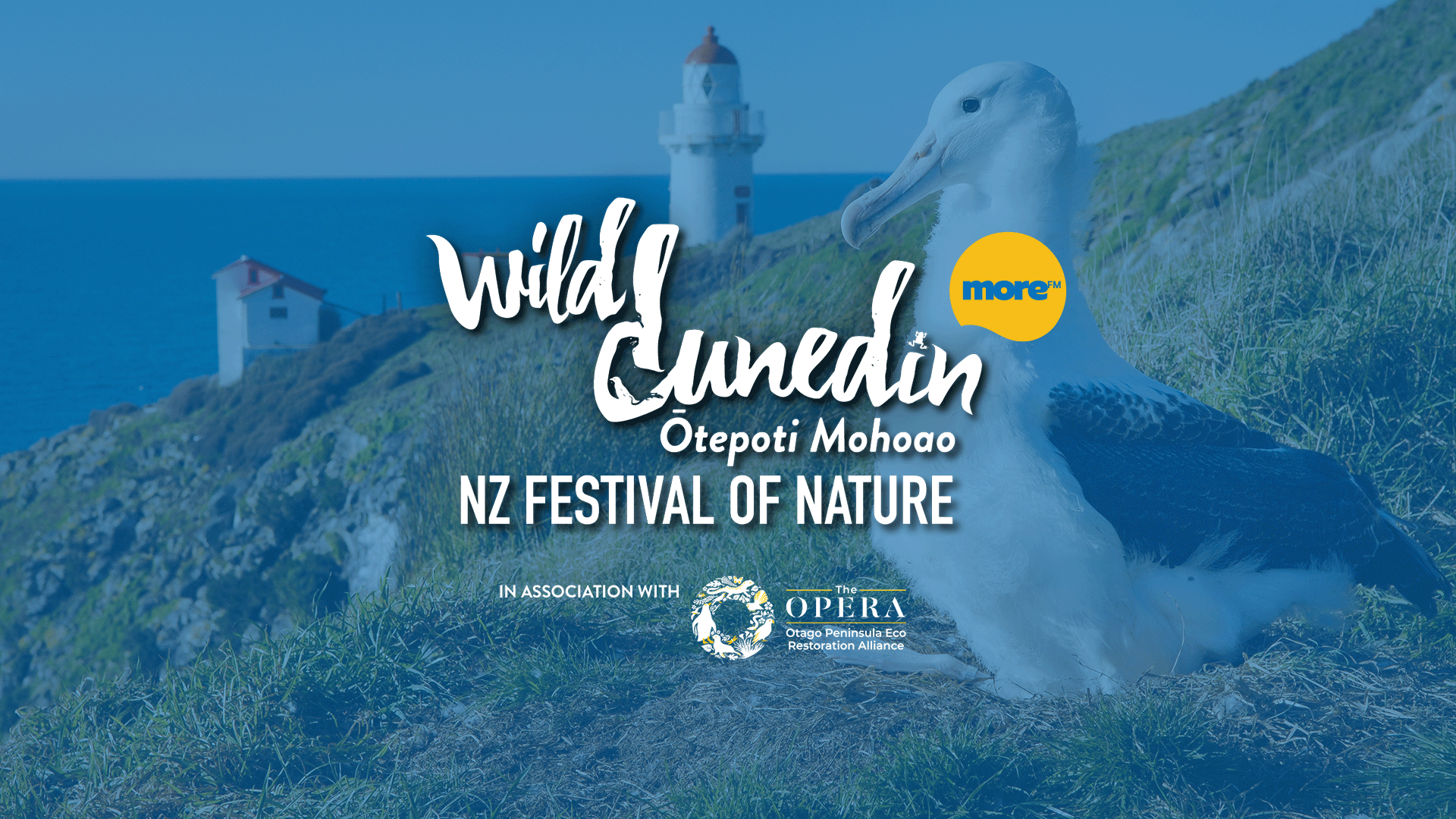 Promotional image for Wild Dunedin, NZ Festival of Nature, featuring an albatross on a grassy cliff with a lighthouse, ocean, and text, along with sponsor logos.