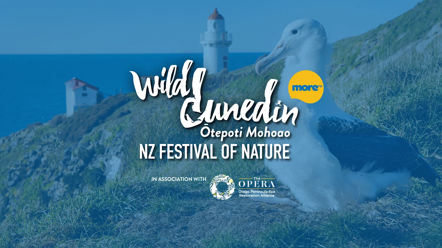 Promotional image for Wild Dunedin, NZ Festival of Nature, featuring an albatross on a grassy cliff with a lighthouse, ocean, and text, along with sponsor logos.