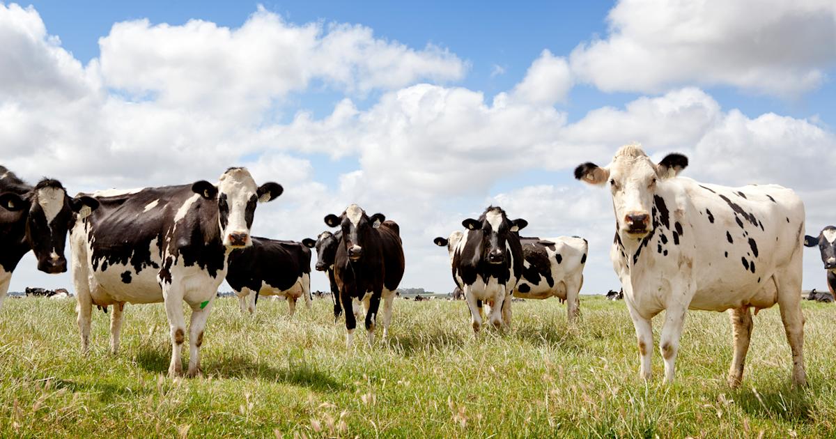 Rex Cow Jo Grigg: Cutting nitrogen loss while keeping cow numbers | Articles | rova
