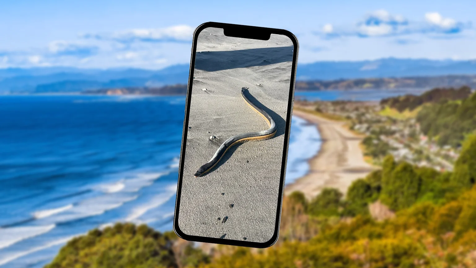 A smartphone displays an image of a dark and yellow sea snake on a sandy beach, floating above a blurry background of a coastal scene with a blue ocean and green hills.
