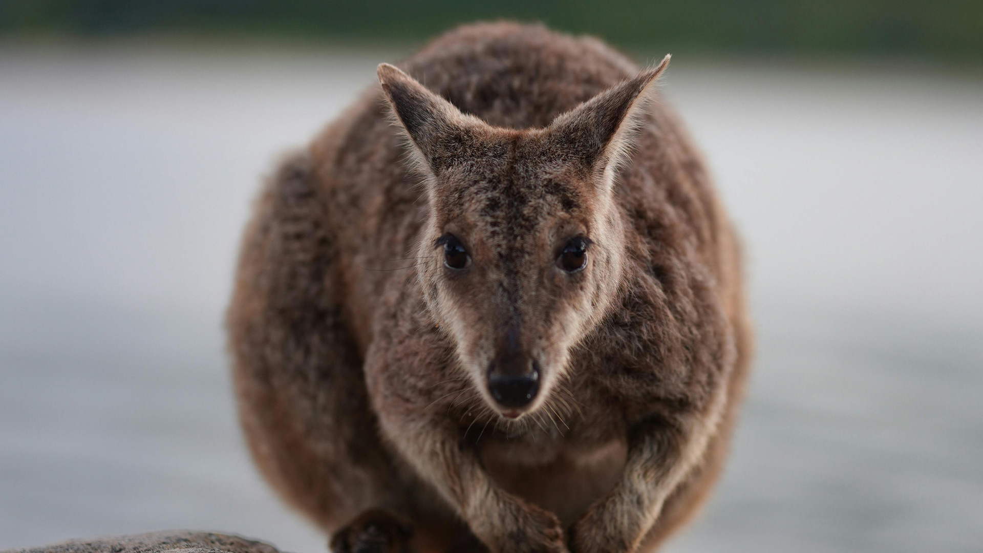 NZ region on watch for Wallaby sightings as fears grow over population spreading
