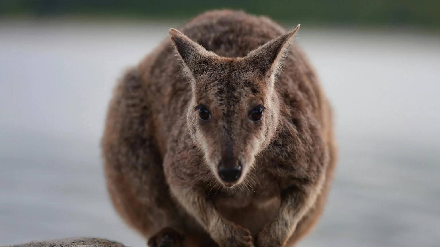A close-up of a wallaby looking directly at the camera with dark eyes, its brown fur prominent against a soft, blurred light background.