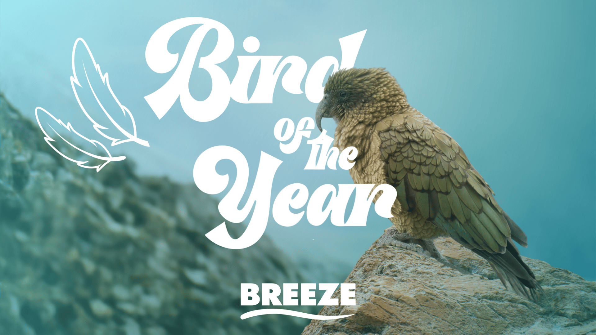 A brown Kea parrot stands on a rock with large white text "Bird of the Year", two white outline feathers, and "BREEZE" against a blurred blue and rocky landscape.