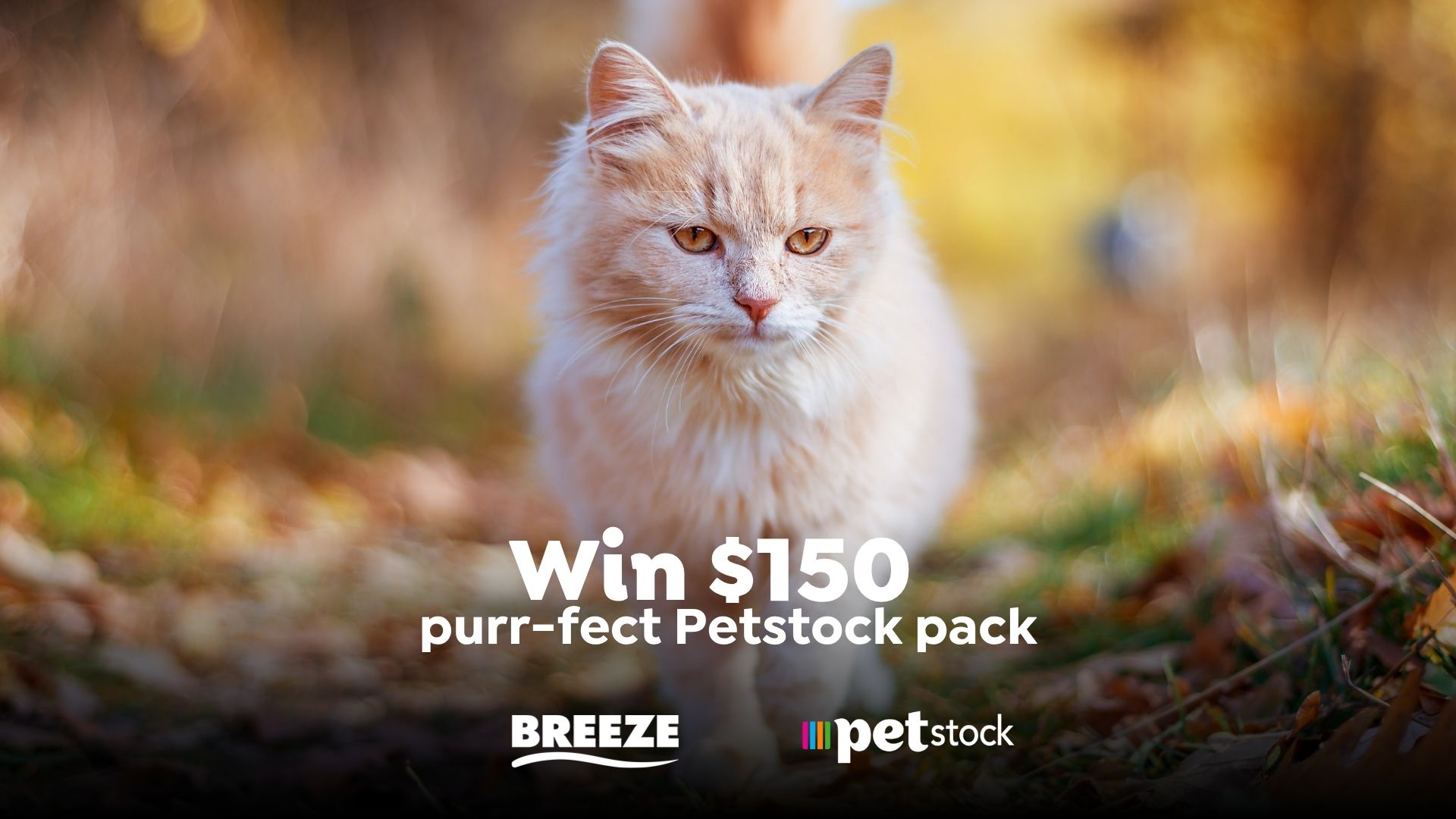 A fluffy, light orange cat with amber eyes looks forward, with text "Win $150 purr-fect Petstock pack" and "BREEZE petstock" logos overlaid on a blurred autumn background.