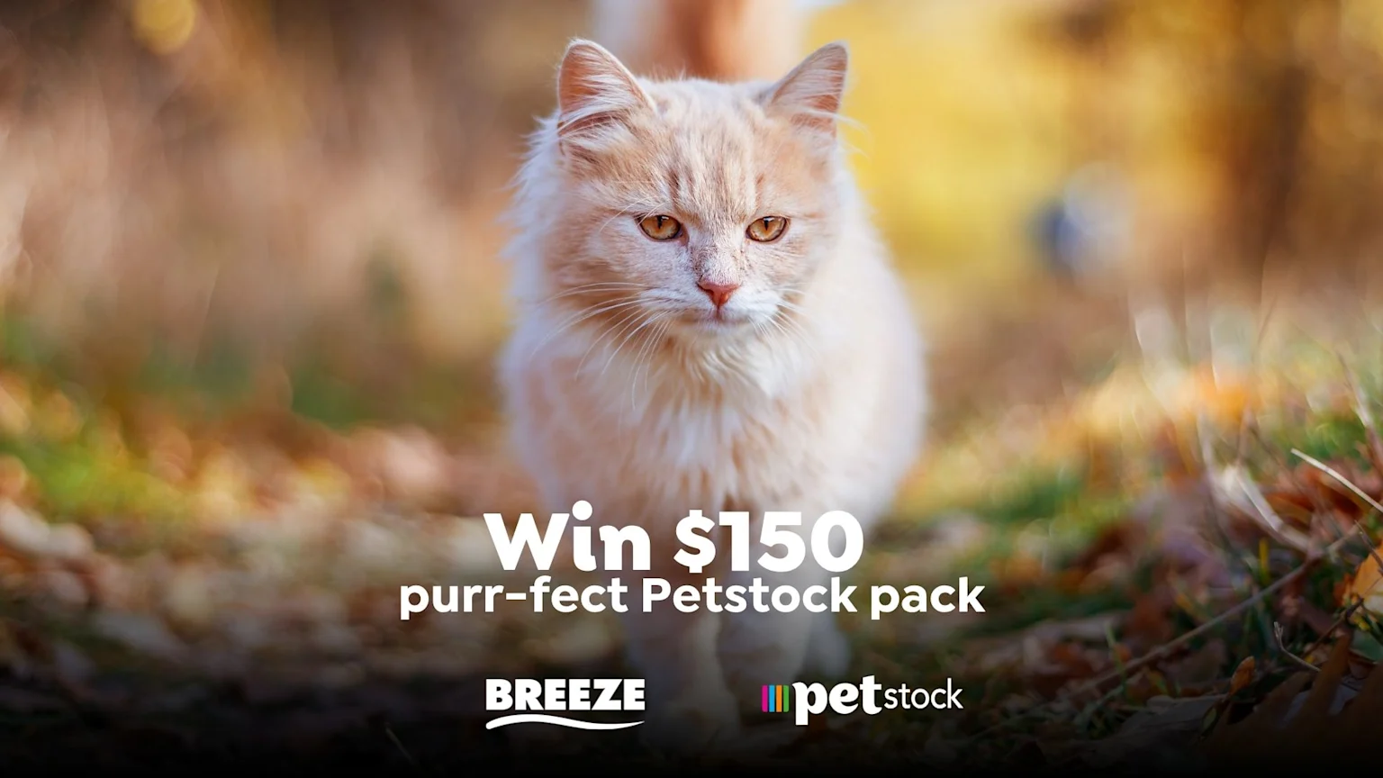 A fluffy, light orange cat with amber eyes looks forward, with text "Win $150 purr-fect Petstock pack" and "BREEZE petstock" logos overlaid on a blurred autumn background.