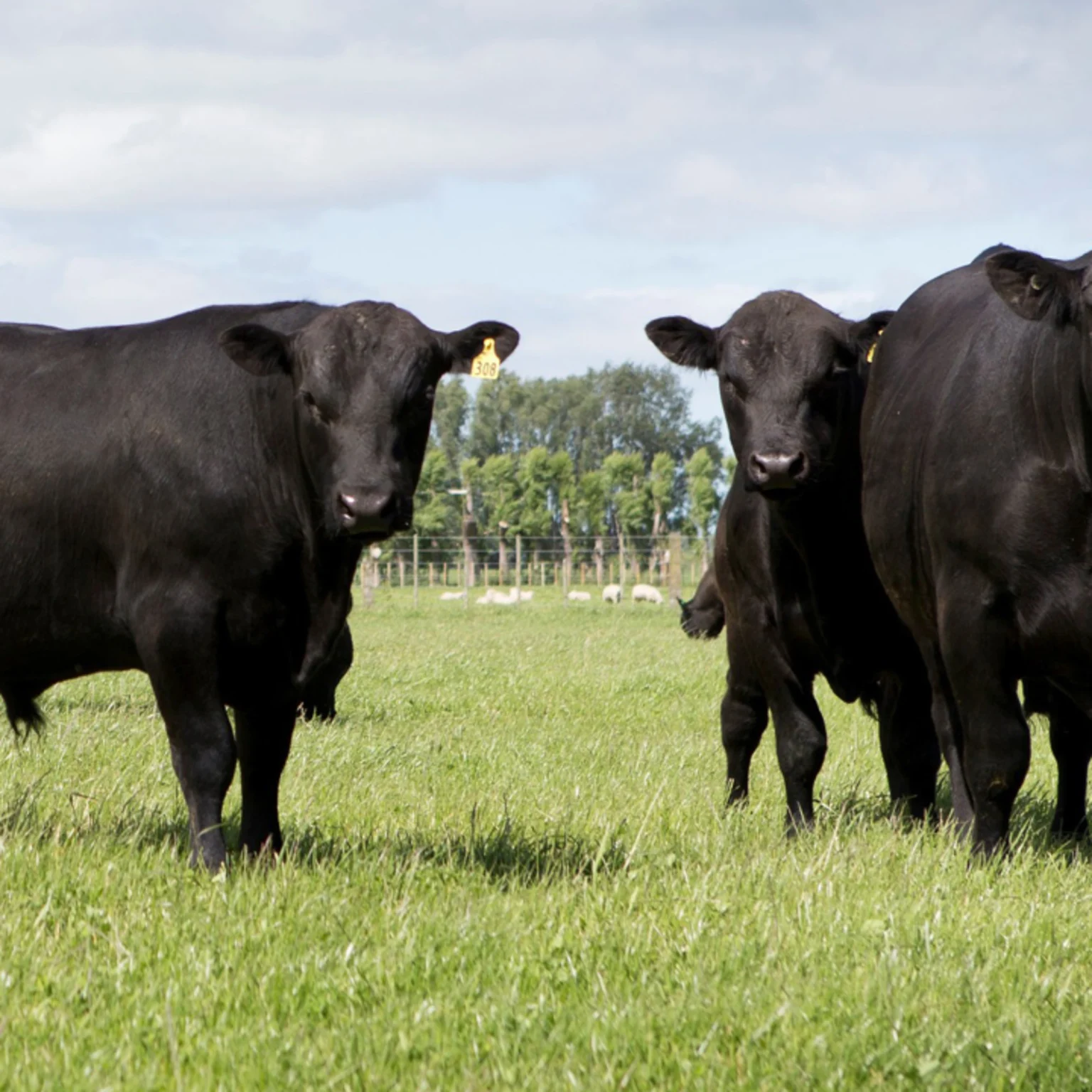 Angus Mating The legacy of Angus: A lifetime of cattle breeding with Cedric Lander ...