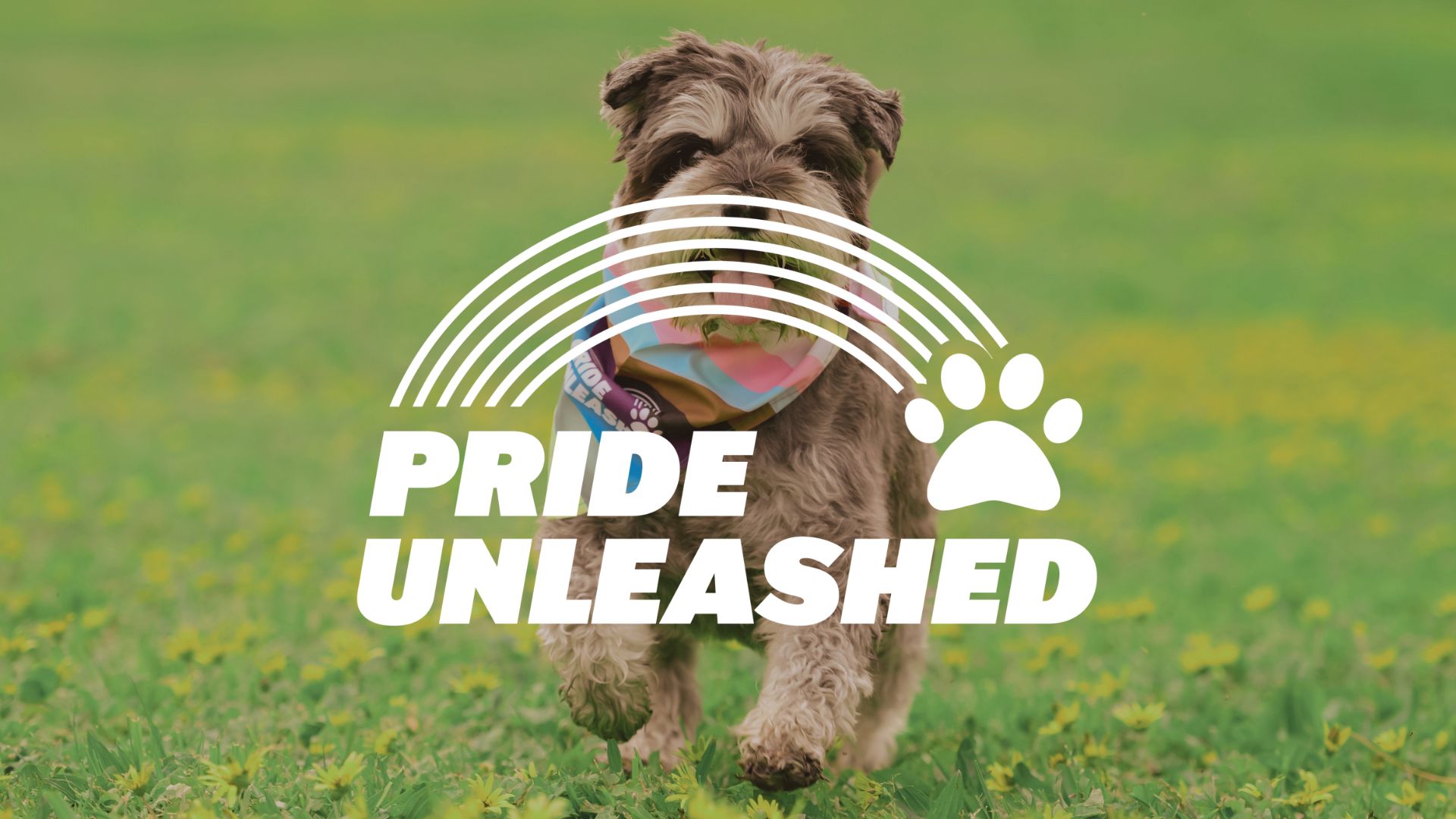 A shaggy-haired dog wearing a colorful bandana runs through a green field with yellow flowers, overlaid with white graphics of a rainbow, a paw print, and the text "PRIDE UNLEASHED."