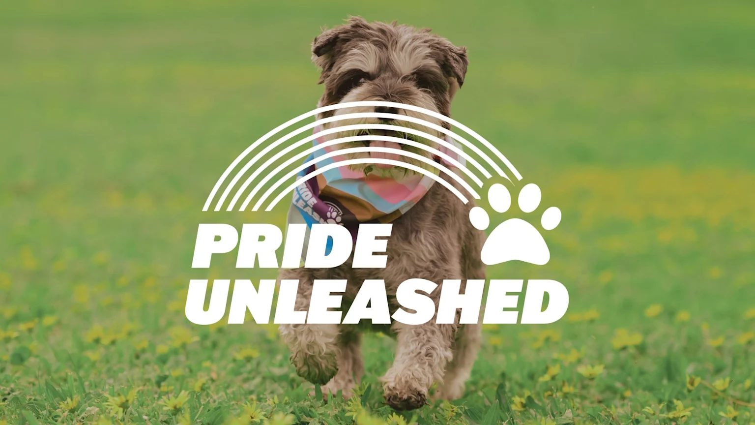 A shaggy-haired dog wearing a colorful bandana runs through a green field with yellow flowers, overlaid with white graphics of a rainbow, a paw print, and the text "PRIDE UNLEASHED."