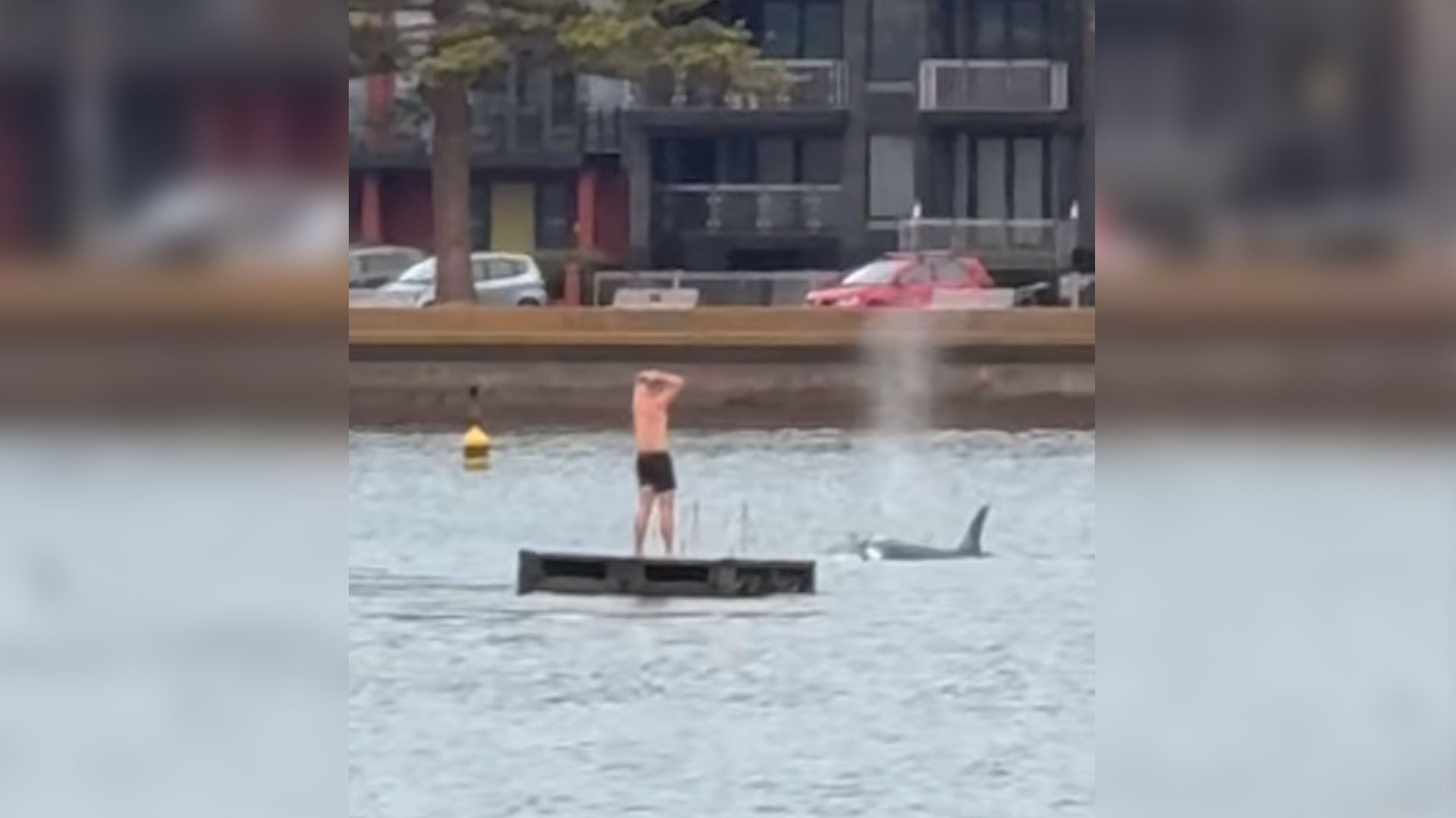 Man on pontoon surrounded by orca