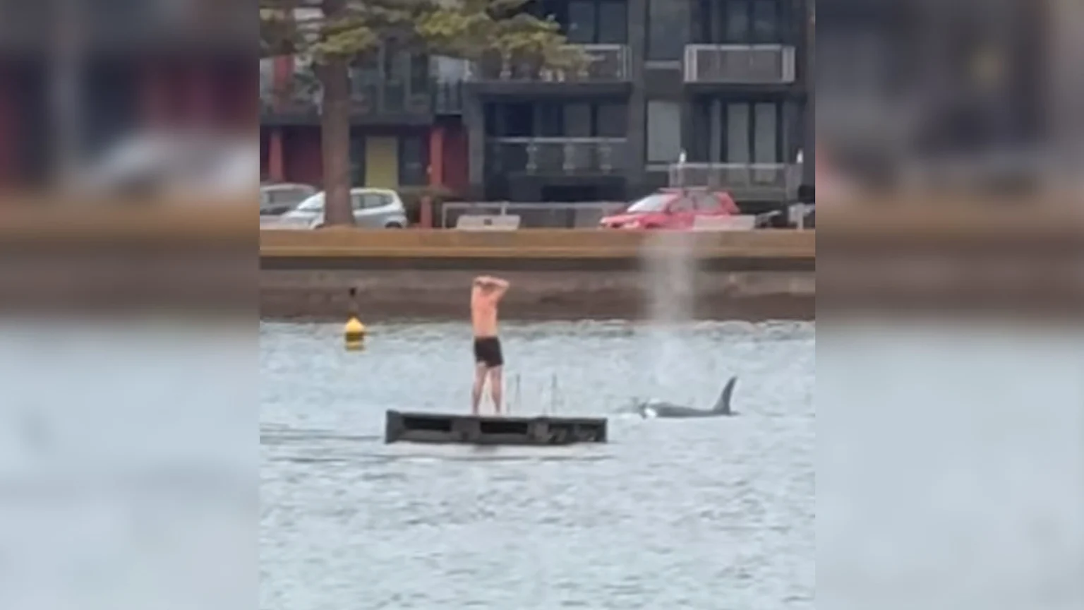 Man on pontoon surrounded by orca