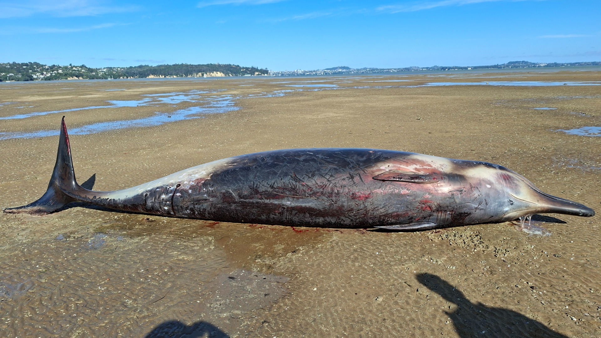 Rare whale found dead a day after being rescued