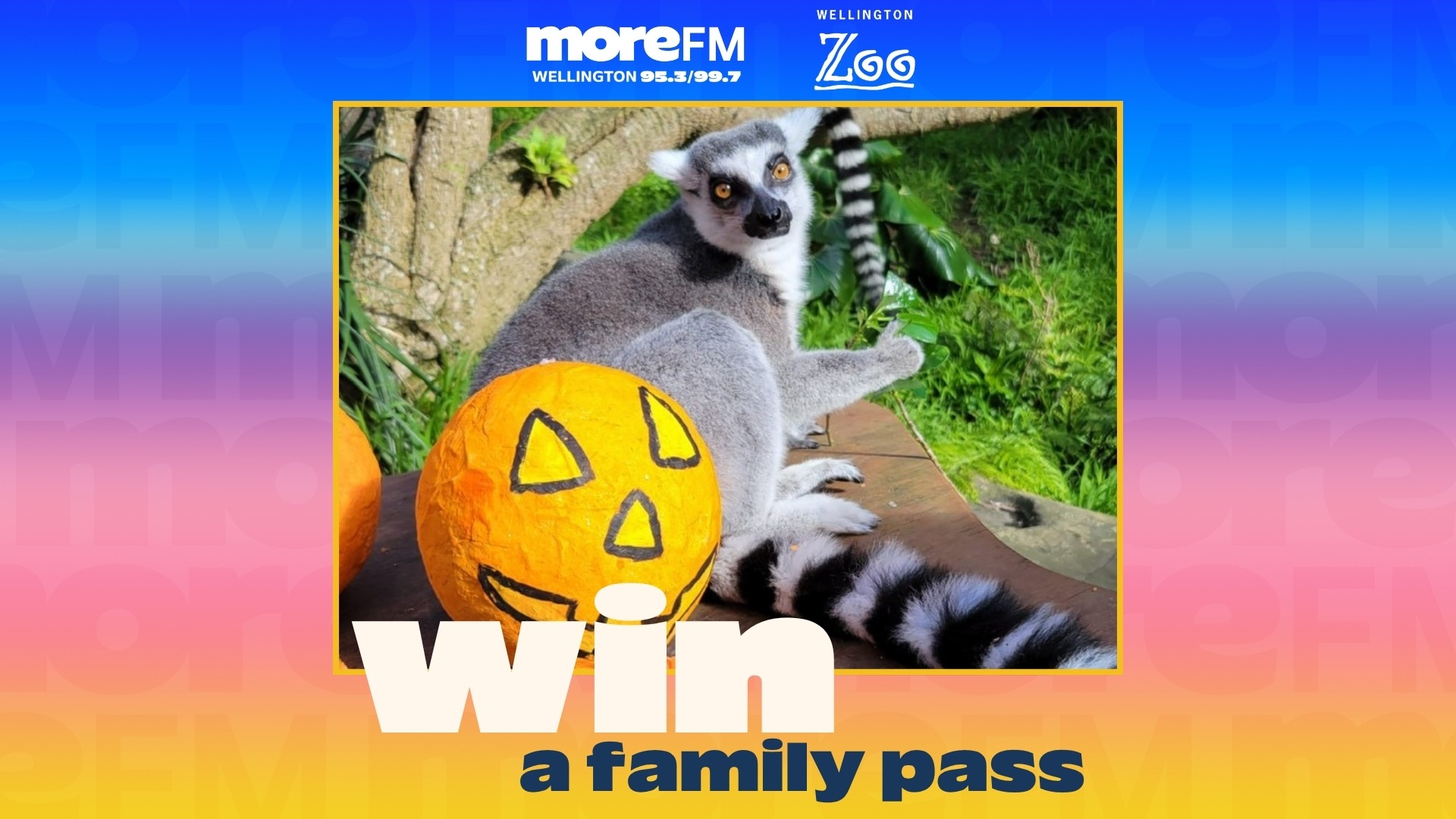 An alert ring-tailed lemur sits by an orange Halloween pumpkin with drawn features, promoting "moreFM" and "Wellington Zoo" family passes.