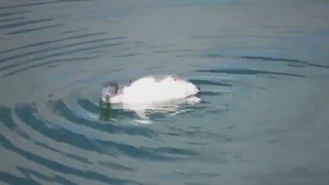  The one-legged penguin that’s fat and thriving.