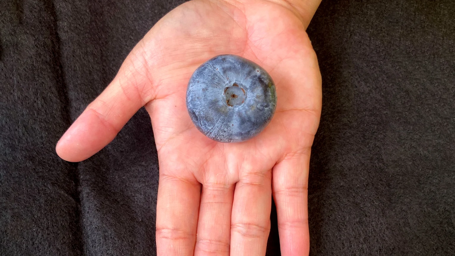 Eterna blueberries start growing in NZ - image of one the size of a ping-pong ball on a hand for size comparison.