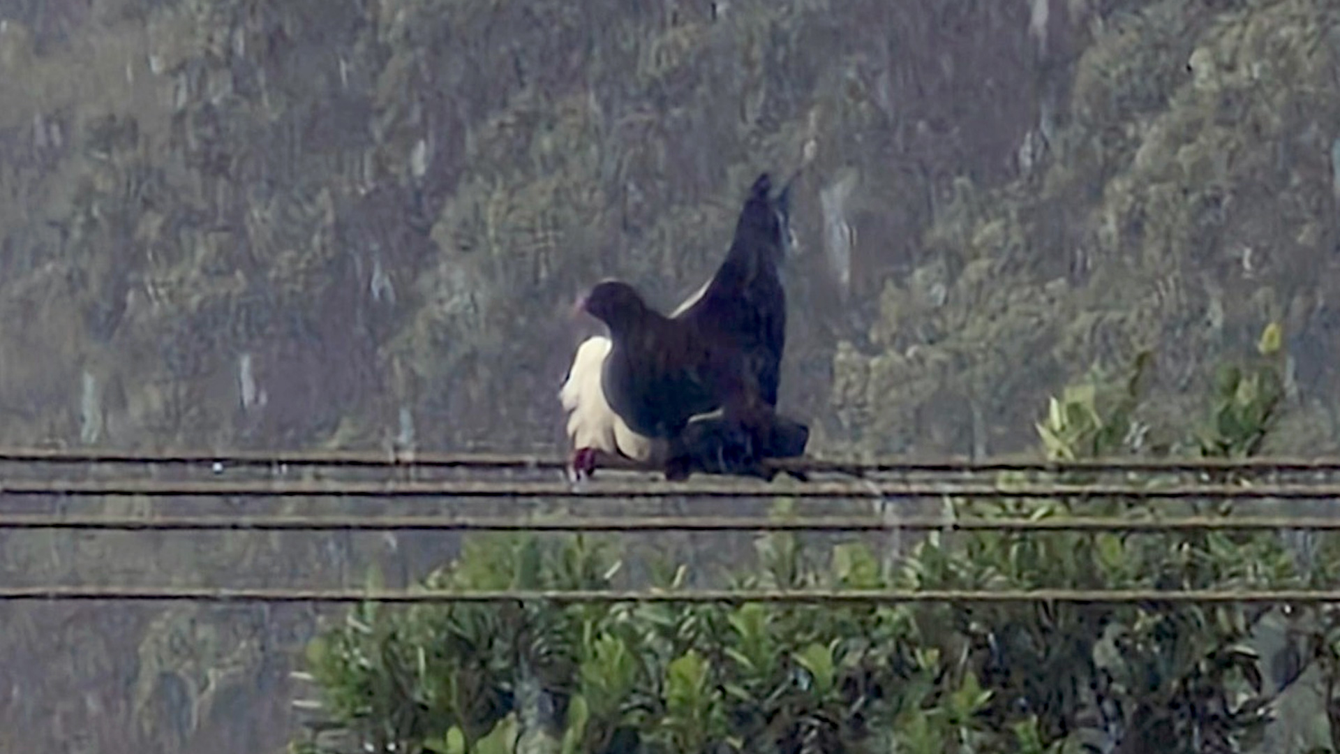 WATCH: A kererū washing its 'armpits' in heavy rain is cracking people up