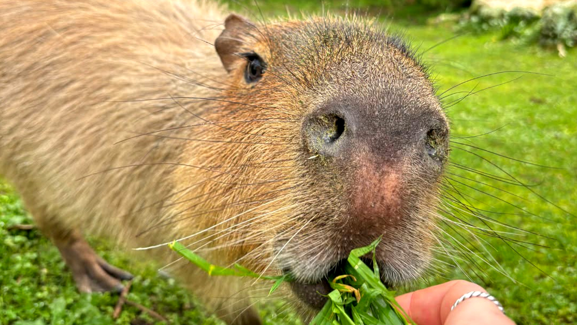 'Very sad': Wellington Zoo's last capybara, Fernando, has died