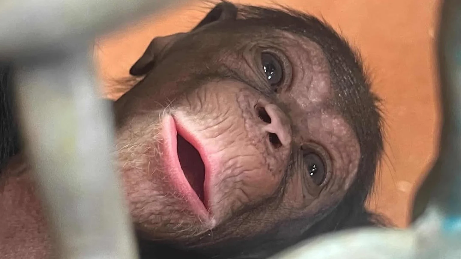 A very close-up shot of a baby chimpanzee's face, looking upwards with wide dark eyes and its mouth slightly open.