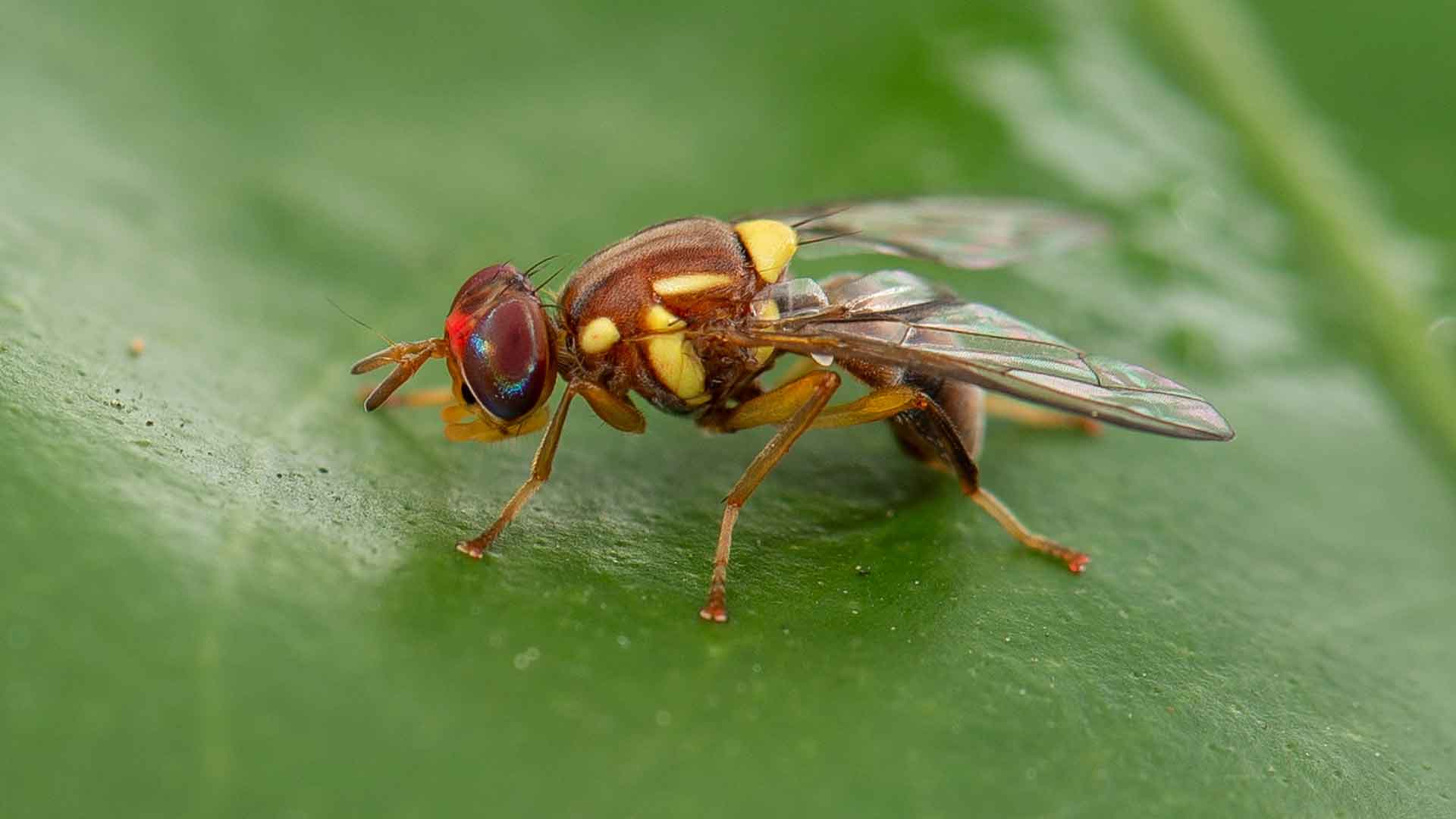 Auckland on fruit fly watch after biosecurity scare