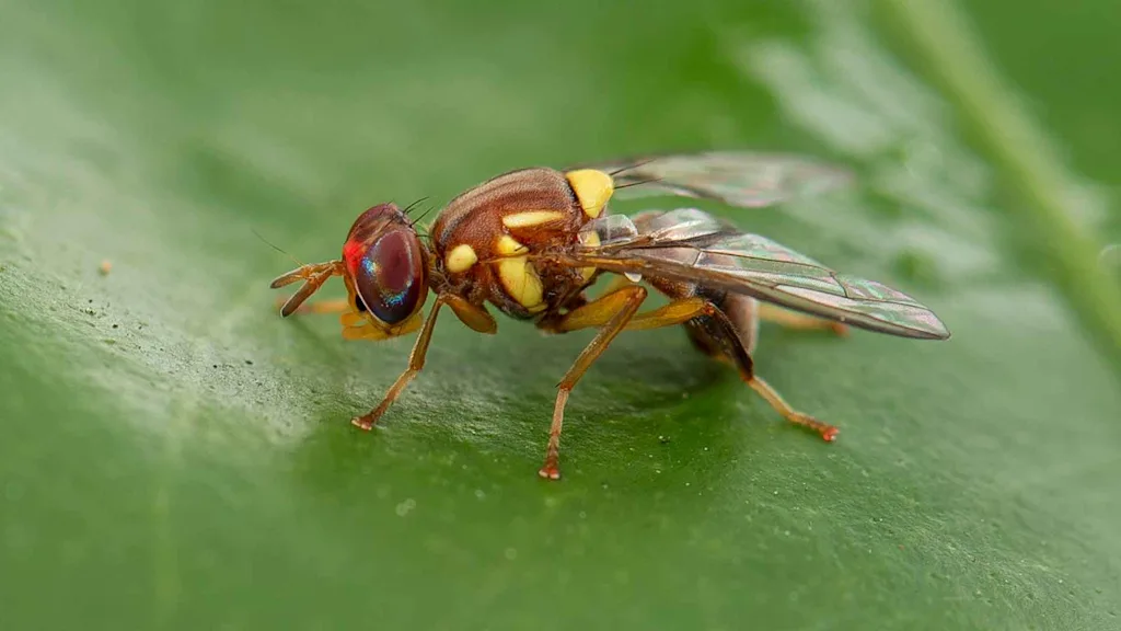 A duck-walk down memory lane: Angus Young’s most iconic AC/DC ...