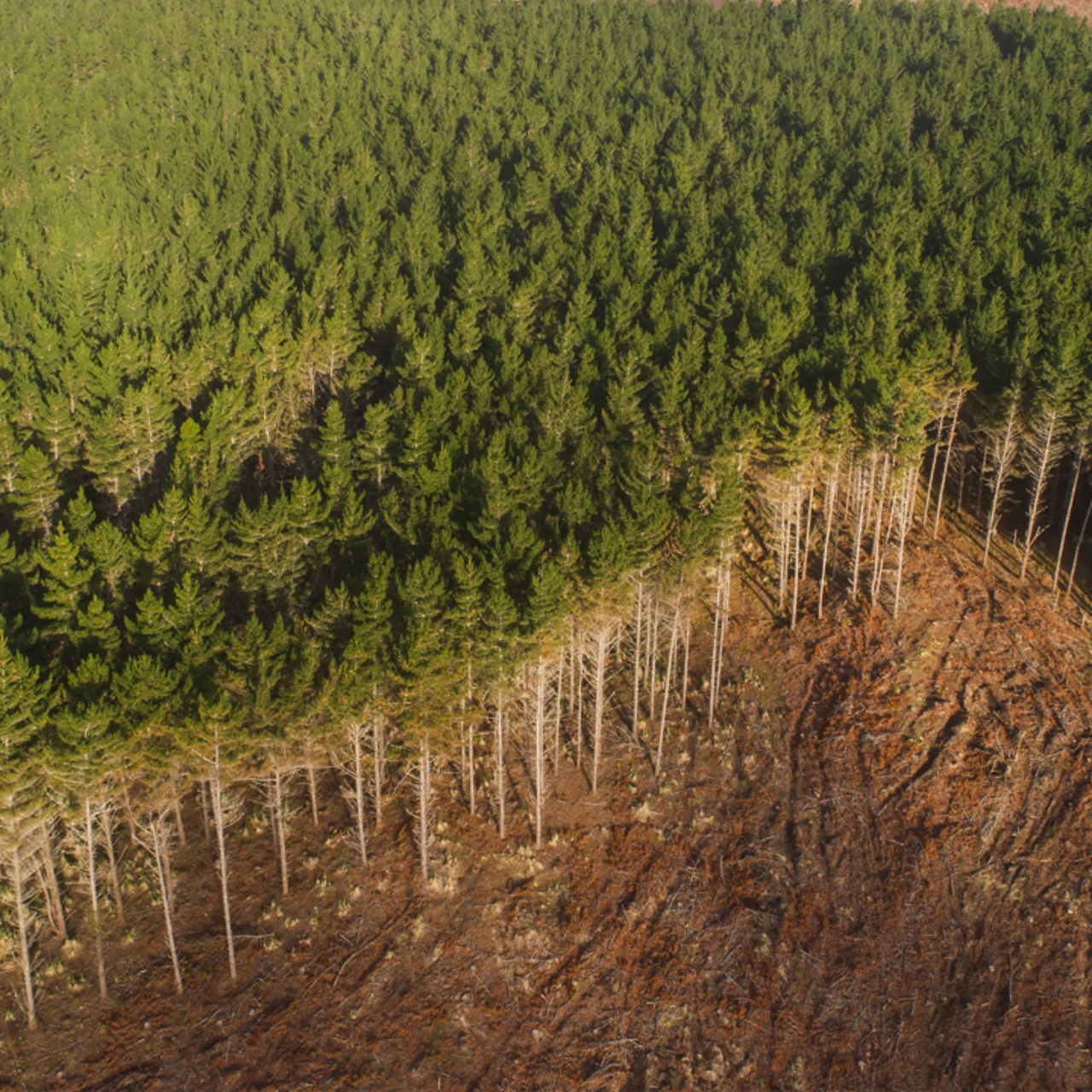 Pine Invasive New Zealand Farmland Facing Pine Tree Invasion | Articles | rova