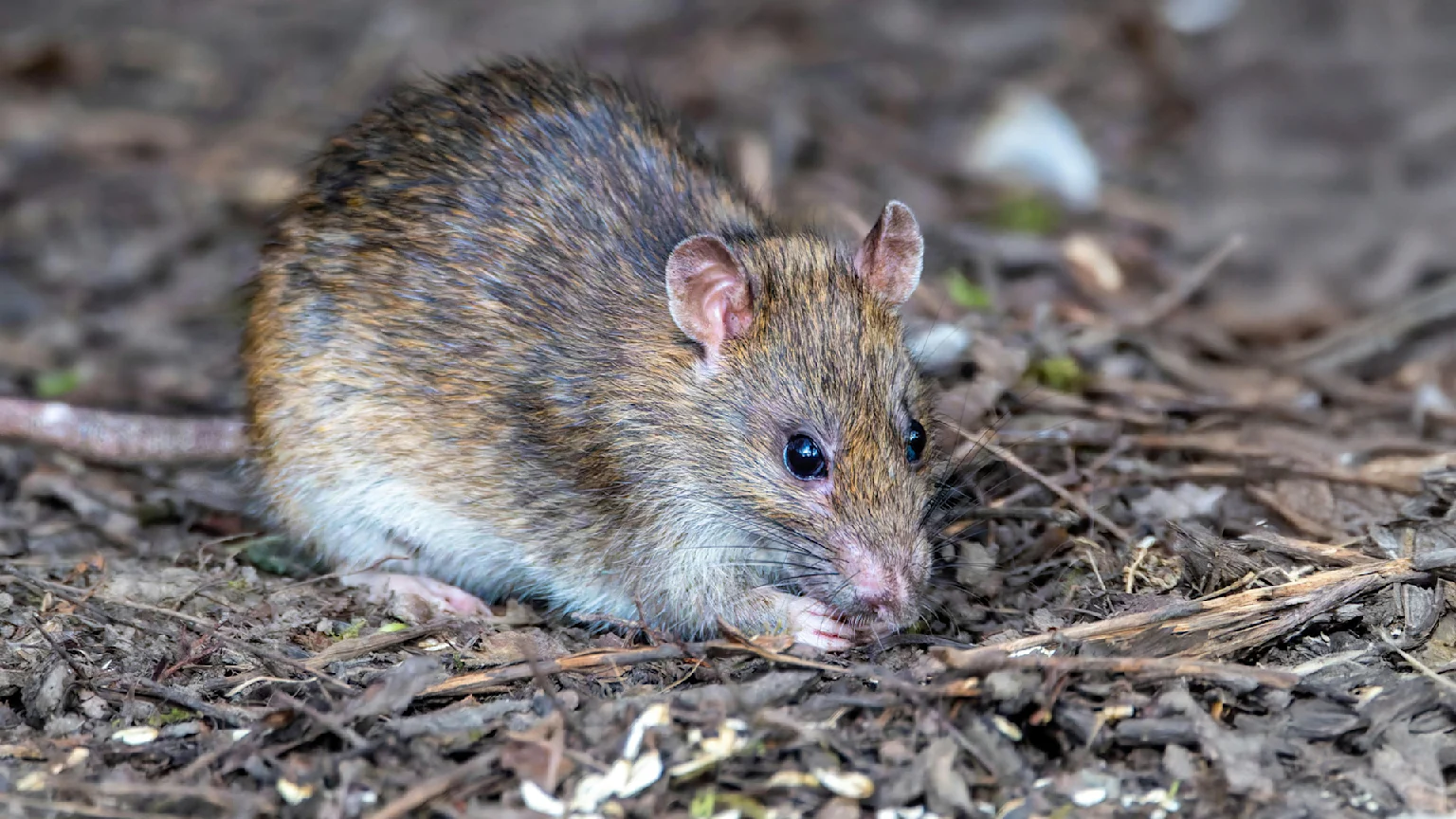 A rat crawling along little twigs on the ground.