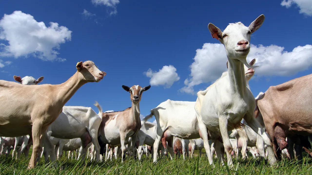 The Continuous Rise Of The New Zealand Goat Milk Industry Articles Rova the-continuous-rise-of-the-new-zealand-goat-milk-industry-articles-rova