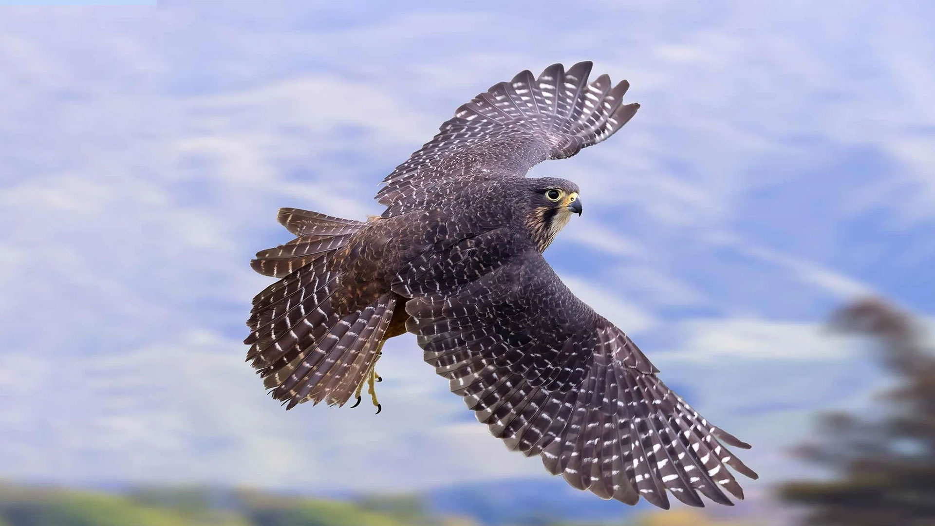 The kārearea (NZ Falcon) flying