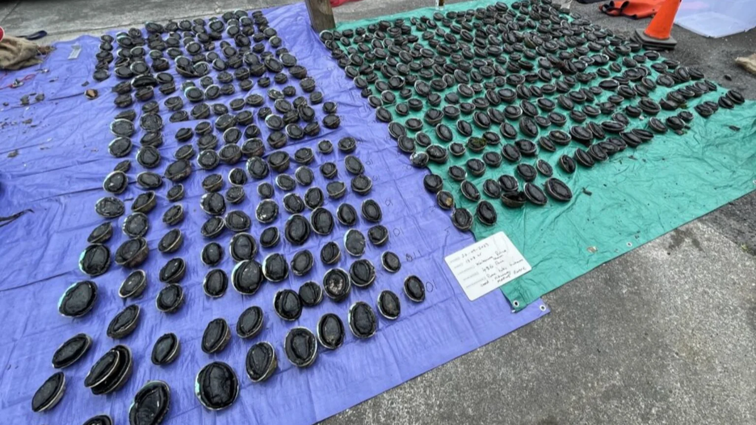 Hundreds of paua shells are laid out on blue and green tarpaulins on the ground, with a handwritten note visible on the green tarp.
