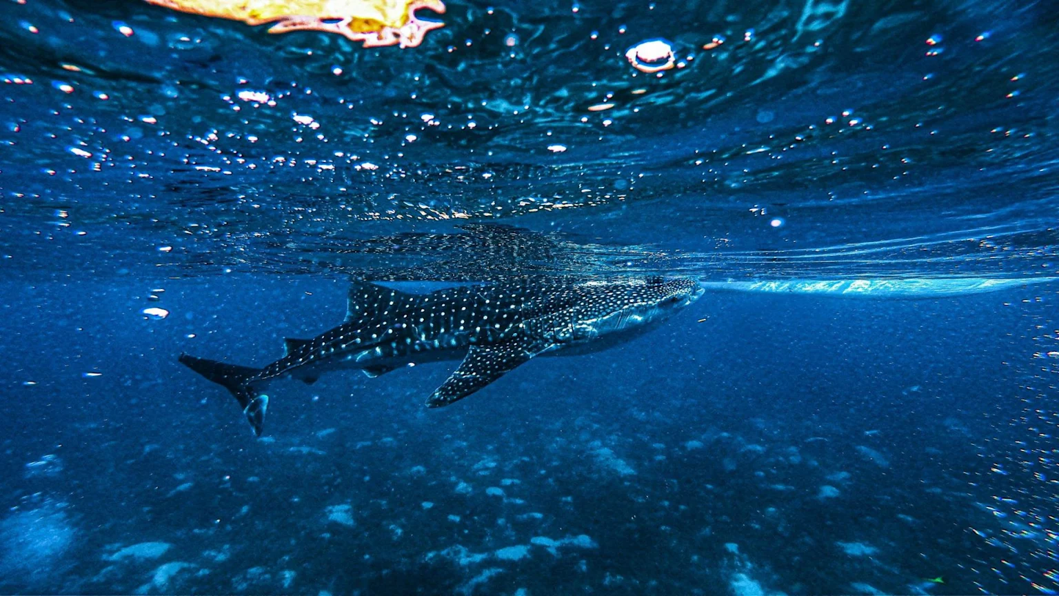 A whale shark with white spots swims gracefully underwater, viewed from below, as sunlight shimmers through the surface and bubbles rise.