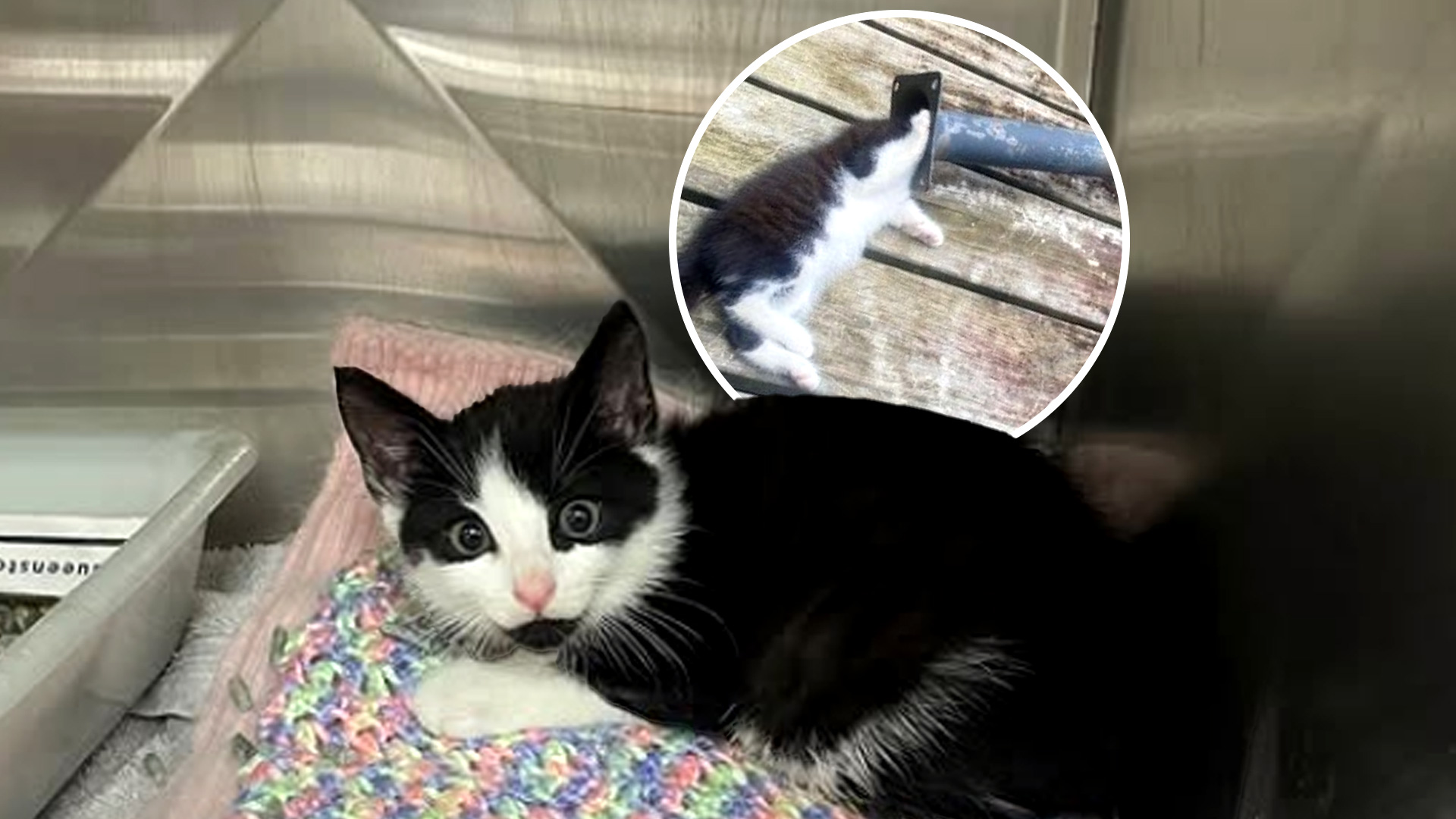'Little fighter': Auckland kitten stuck in umbrella pole showed 'brave' recovery
