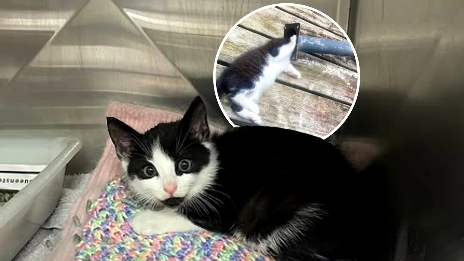 A black and white kitten with wide eyes lies on a colorful blanket in a metal kennel; an inset shows a smaller black and white kitten on wooden planks, with its head next to a dark pole.