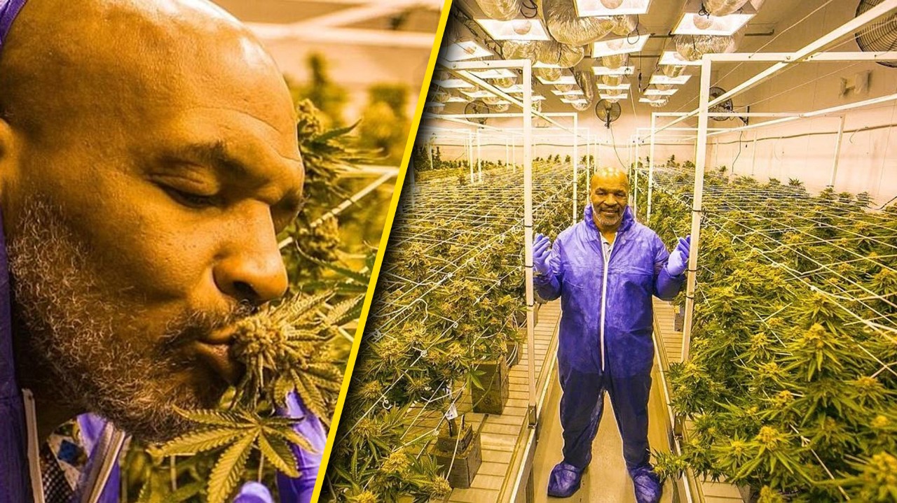 WATCH: Mike Tyson Claims He Smokes $40K Worth Of Weed A Month ...