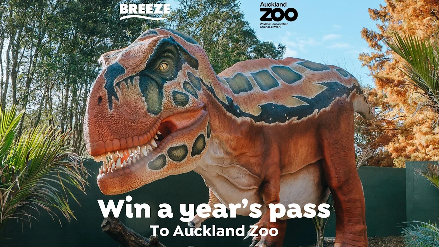 A large dinosaur model stands outdoors with text "Win a year's pass To Auckland Zoo," and the Breeze and Auckland Zoo logos are visible in the upper corners.
