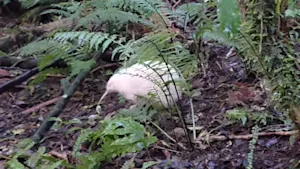 Pūkaha National Wildlife Centre’s rare white kiwi, Mapuna, spotted wandering through native bush in daylight.